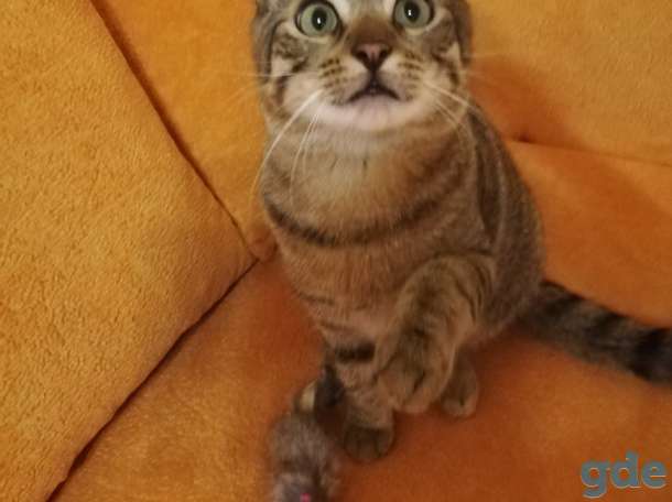 Котик Пуська ищет дом!, фотография 3