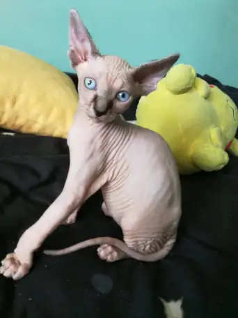 Котята девочки Канадский сфинкс, фотография 3