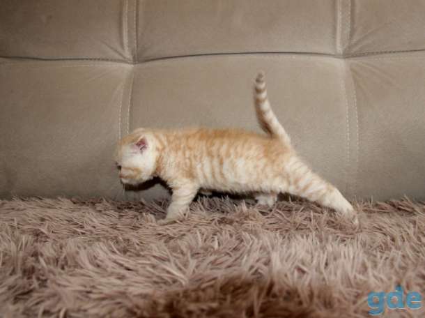 Вислоухие котята, фотография 5