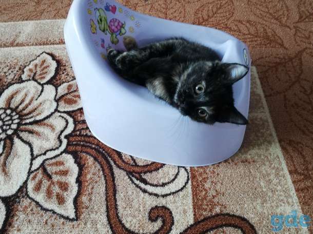 Котенок в хорошии руки, фотография 3
