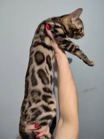 Бенгальский котенок девочка, фотография 4