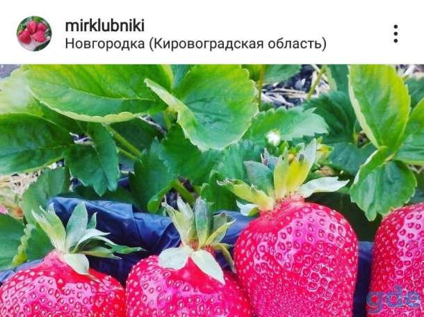 Саженцы клубники по технологии фриго, фотография 3