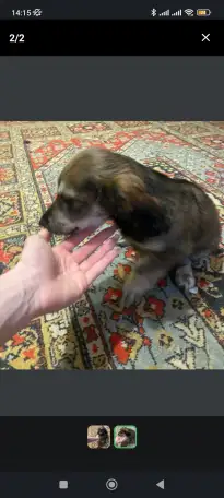 !!СРОЧНО!! отдаю щенка, фотография 1