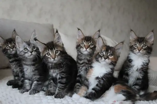 Мейн-кун котята, фотография 2
