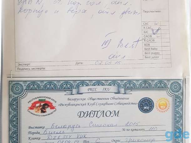 Продаются чистокровные щенки бигля!, фотография 15