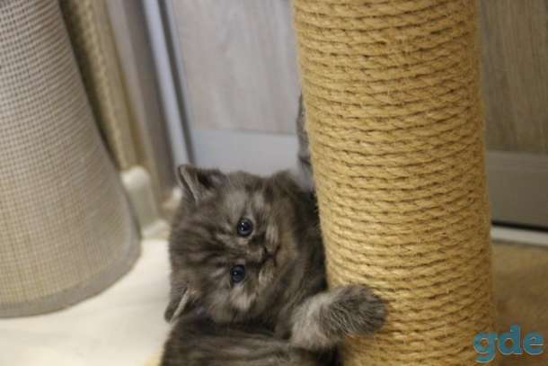 Котята шотландские, фотография 2