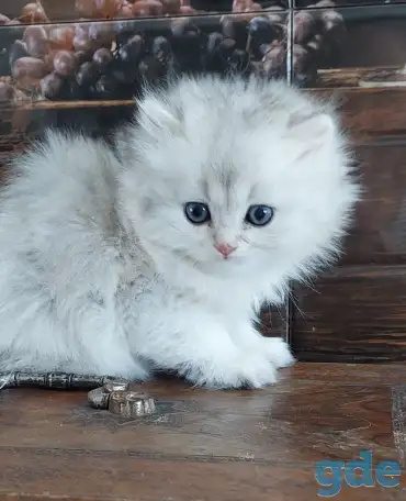 Котята, фотография 4