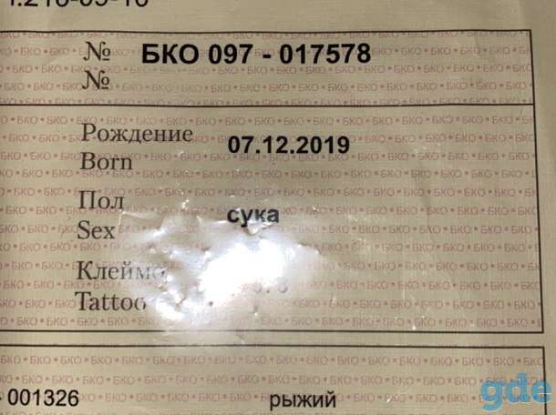 Померанский мини шпиц, девочка, фотография 7