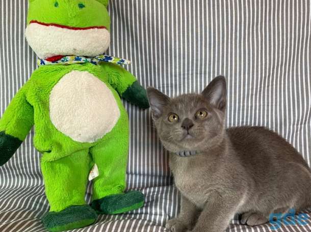 Котята Европейской бурмы, фотография 9
