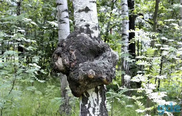 БЕРЕЗОВАЯ ЧАГА ГРИБ(лечебный чай) Доставка Жодино и район., фотография 1