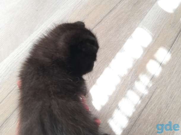 Шотландские вислоухие котята, фотография 2