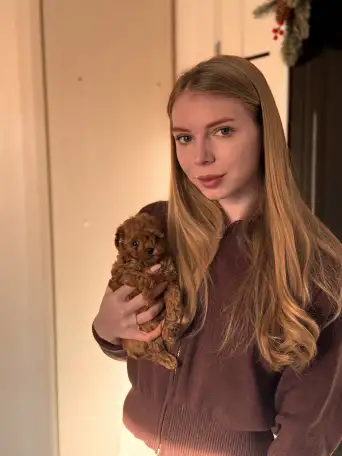 мини мальтипу ф1 девочка и мальчик  maltipoo f1 girl, фотография 14