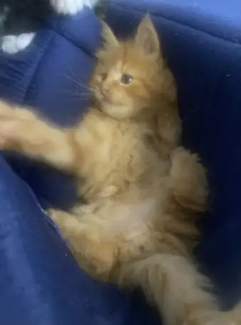 Котята Мейн-Кун, фотография 5