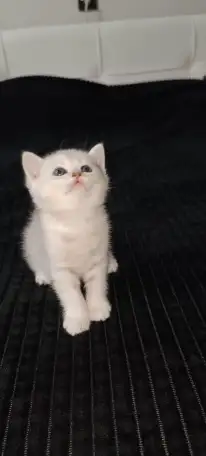 Шотландские котята, фотография 6