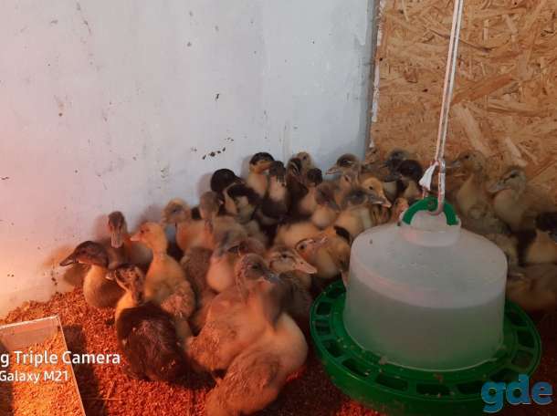 продам утят,гусят, фотография 1