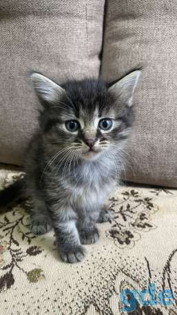 Котята в дар, фотография 8
