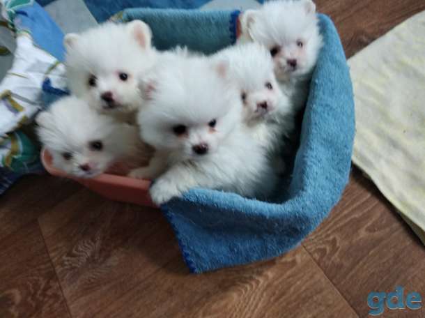 Продажа шпица, фотография 1