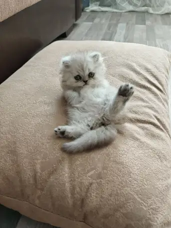 Продажа шотландского котёнка, фотография 1