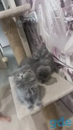 Шотландские котята, фотография 2