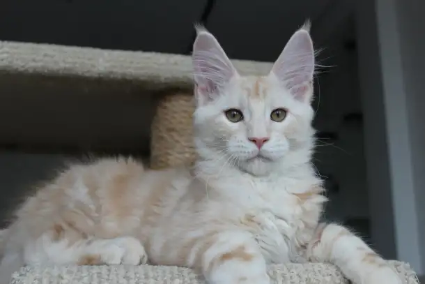 Мейн-кун котенок!, фотография 7