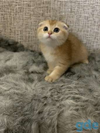 Шотландская кошечка, фотография 2