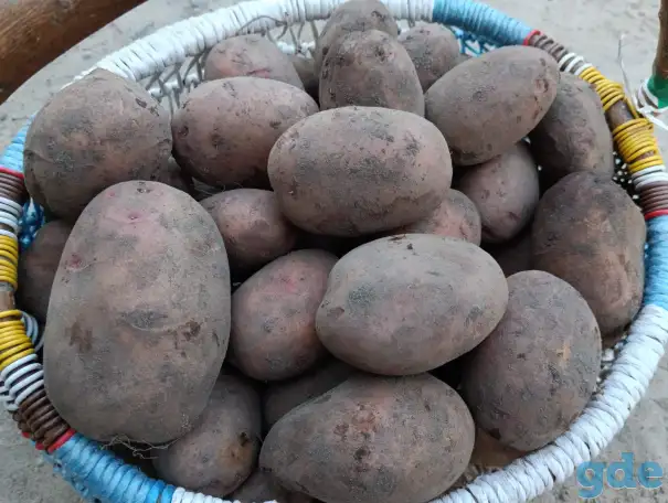 Продам большую картошку, фотография 1