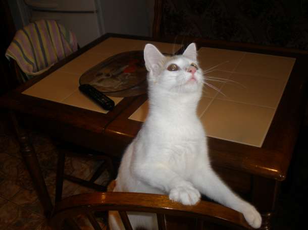 Добрый котяра в дар., фотография 5