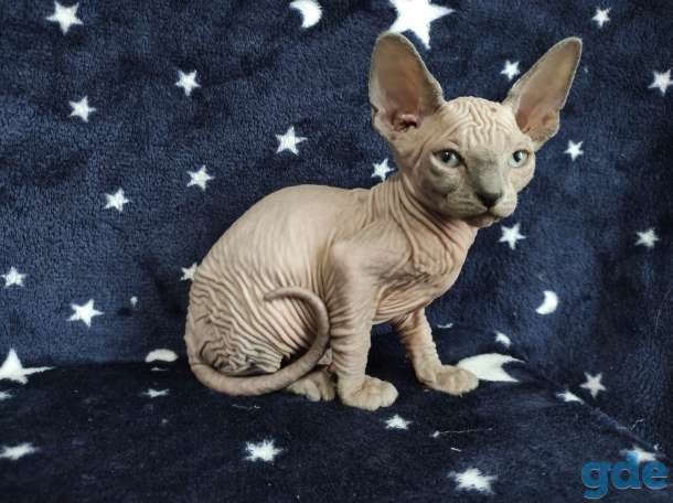 Котята канадский сфинкс, фотография 4