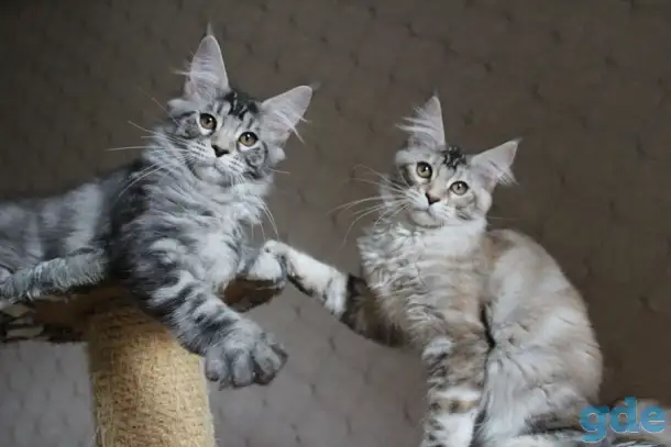 Котята мейн кун!, фотография 1