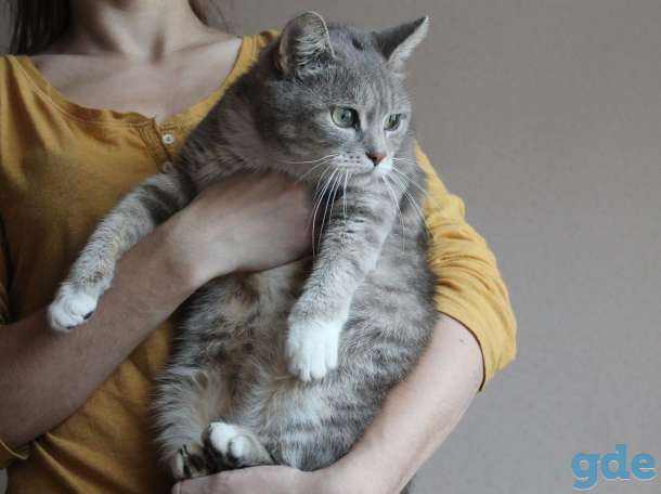 Отдам кошку, фотография 3
