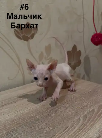 Котята канадского сфинкса браш, резинка, бархат, фотография 6