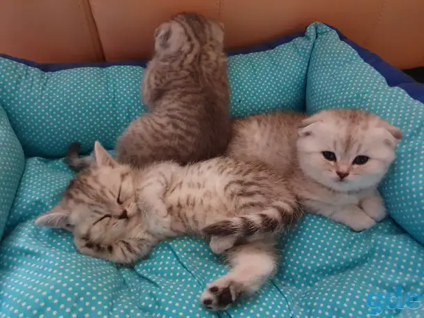 Котята, фотография 10