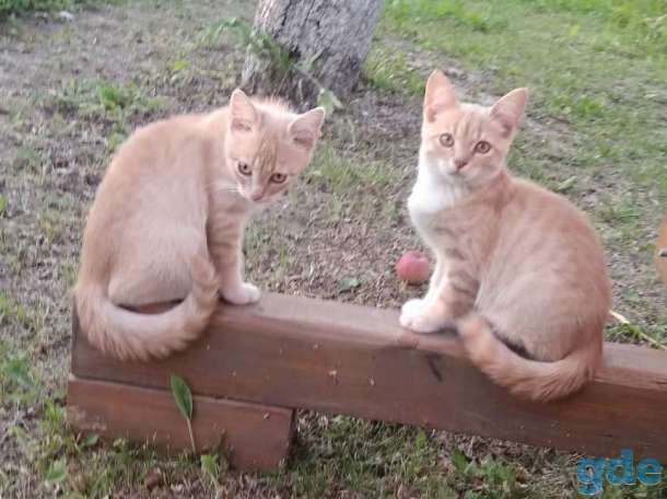 Котята в дар! Минск!, фотография 4