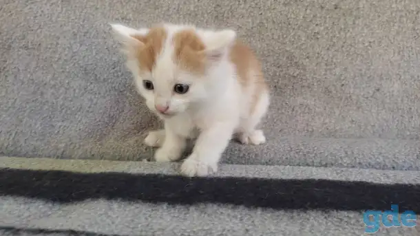 Котята, фотография 6