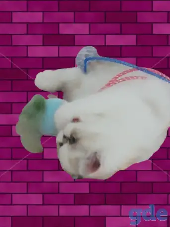 котёнок экзот, фотография 2