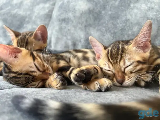 Продам бенгальских котят, фотография 5