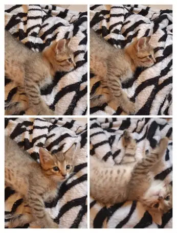 Котята, фотография 2
