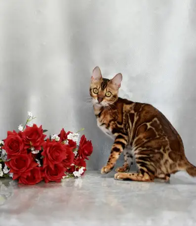 Шикарная бенгальская кошечка, фотография 5
