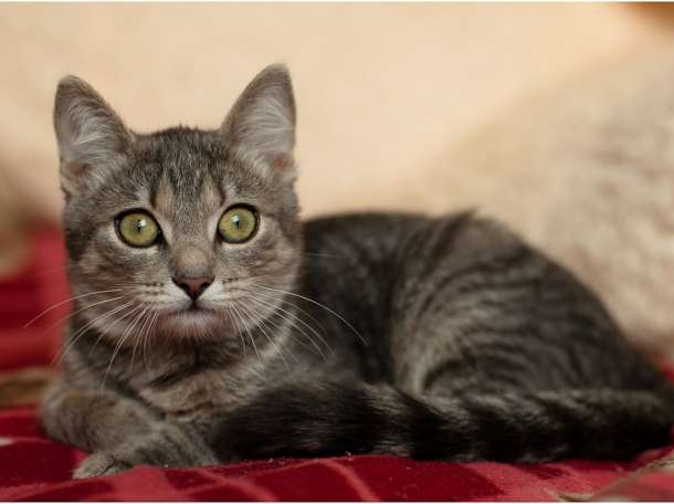 Котёнок в дар, фотография 5