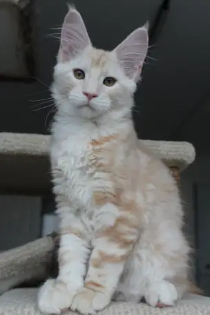 Мейн-кун котенок!, фотография 3