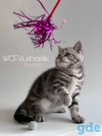 Шотландская девочка, котенок, скоттиш, мрамор, фотография 1