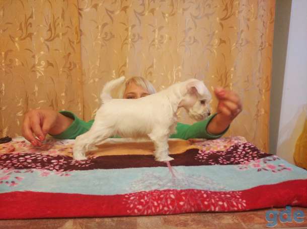 Щенок цвергшнауцера, фотография 4