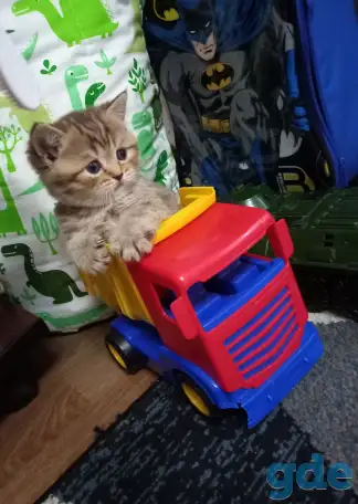 Шотландские котята, фотография 1