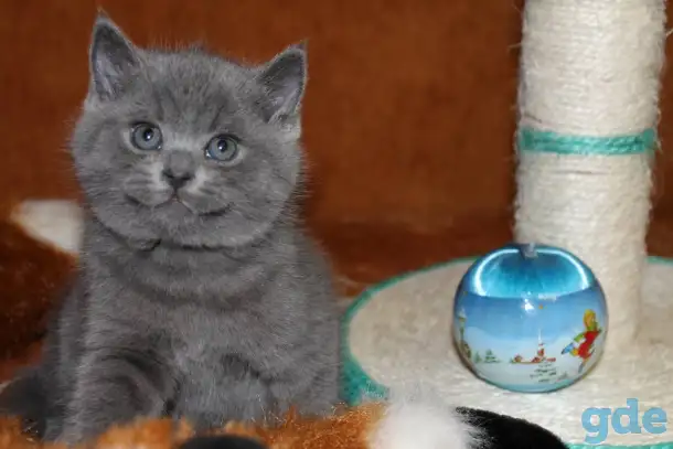 Котята британцы, фотография 1