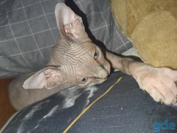 Продаются котята, фотография 3