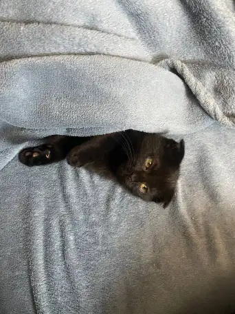 Шотландские котята, фотография 2