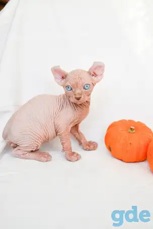 Котята эльф и сфинкс, фотография 2