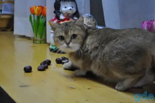 Золотые Шиншилы, фотография 4