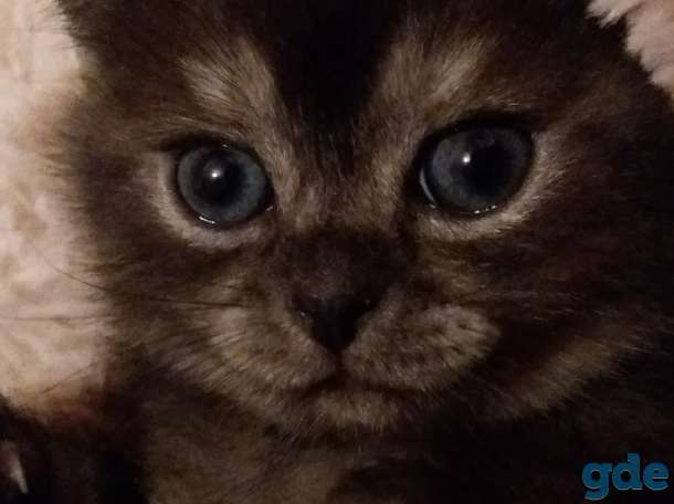 Продам чистокровных котят, фотография 8