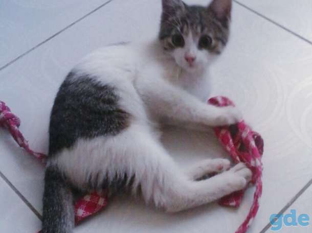 Котята бесплатно,коты., фотография 5